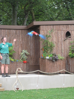 Parrot flying (07-05-2009 15:38)