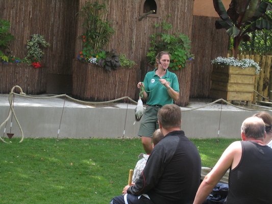 Kookaburra holding a rubber snake (07-05-2009 16:02)