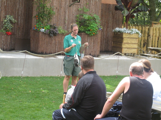 Kookaburra holding a rubber snake (07-05-2009 16:02)