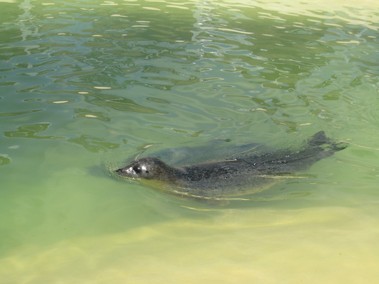 Seal, swimming (07-08-2009 13:33)