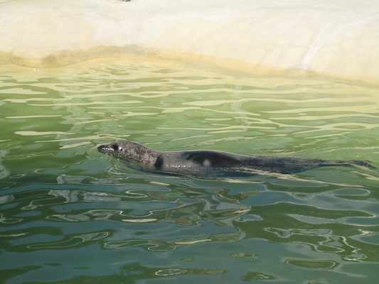 Seal, swimming (07-08-2009 13:33)