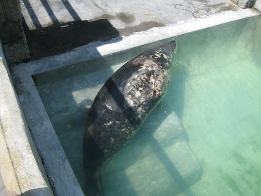 Seal (07-08-2009 13:37)