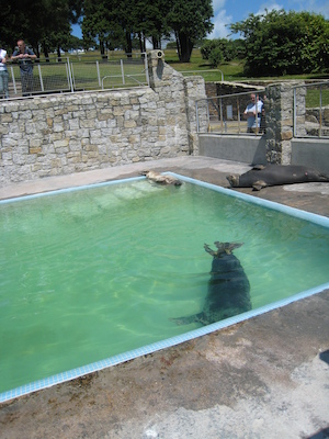 Sleeping seal (07-08-2009 13:41)