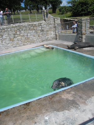 Sleeping seal (07-08-2009 13:41)