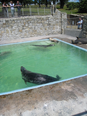 Swimming seal (07-08-2009 13:41)