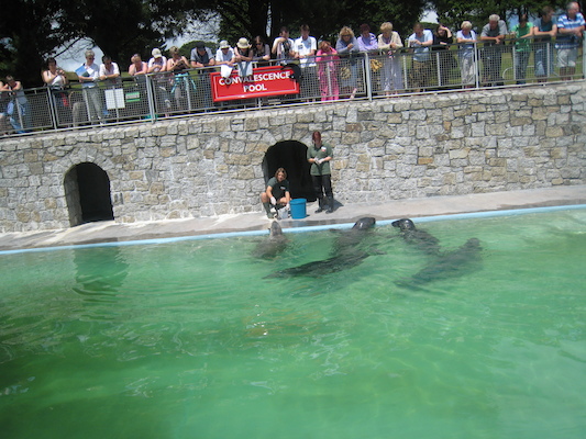 Seal feeding (07-08-2009 14:00)
