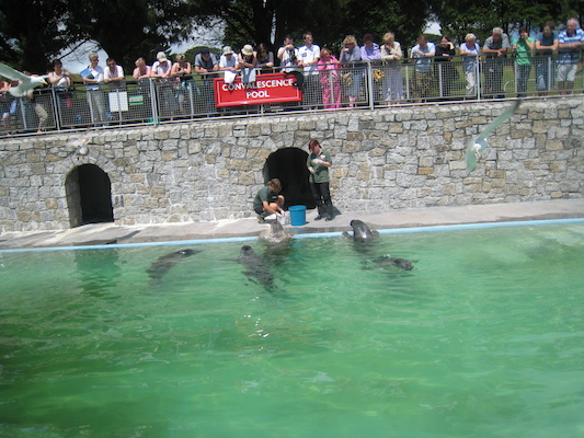 Seal feeding (07-08-2009 14:00)