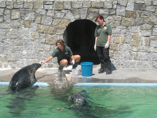 Seal feeding (07-08-2009 14:00)