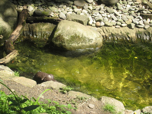 Otters (07-08-2009 14:48)