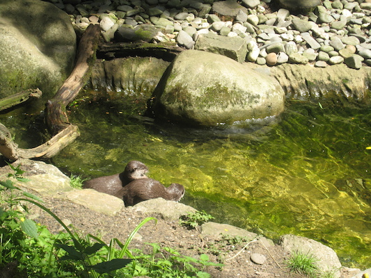 Otters (07-08-2009 14:48)