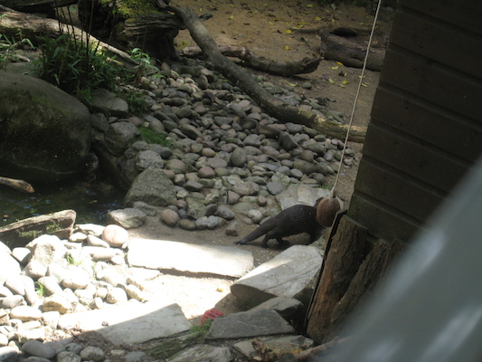 Otters (07-08-2009 14:49)
