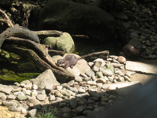 Otters (07-08-2009 14:49)