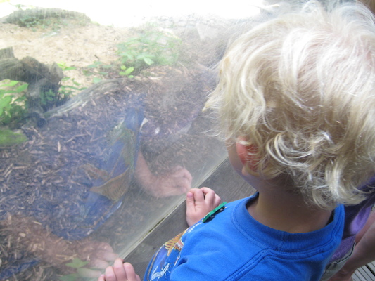 Cole watching the otters (07-08-2009 14:50)