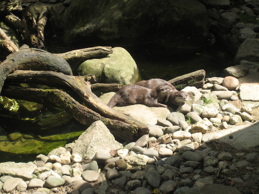 Otters (07-08-2009 14:54)