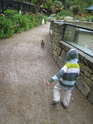 Cole following the duck (07-11-2009 13:16)