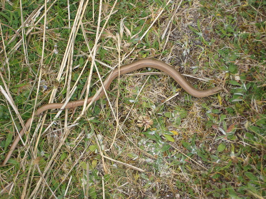 Snake (06-25-2009 11:00)