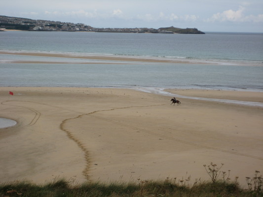 Horse on the beach (07-10-2009 11:24)