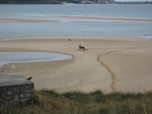 Horse on the beach (07-10-2009 11:24)