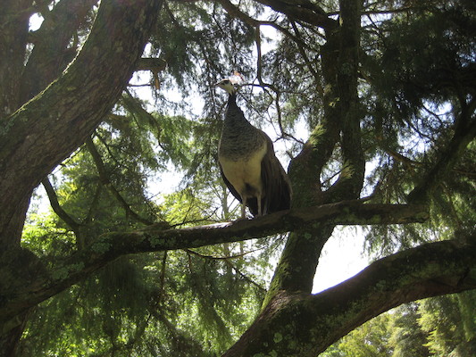 Peacock at Trevarno (07-12-2009 11:43)