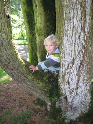 Cole in a tree (07-12-2009 11:43)