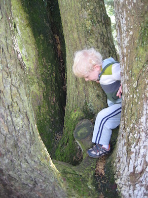 Cole in a tree (07-12-2009 11:43)