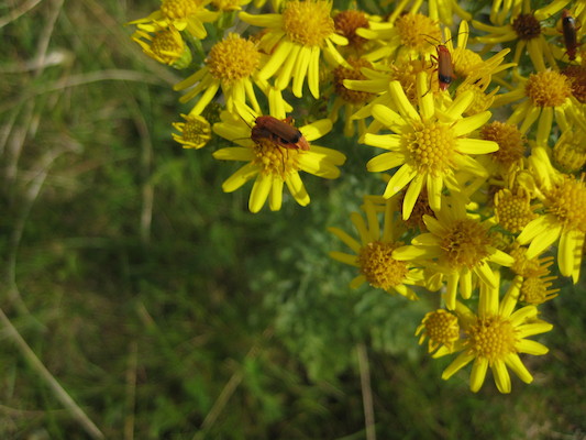 Interesting beetles on yellow flowers (07-13-2009 17:09)