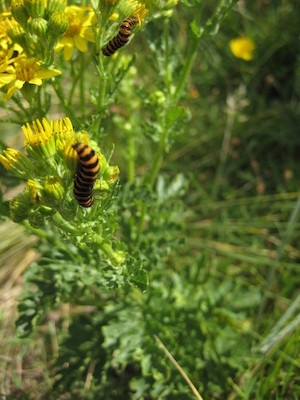 Interesting striped caterpillars on yellow flowers (07-13-2009 17:09)