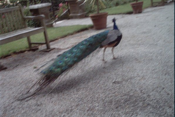 IMG_1359 (07-12-2009 16:41)