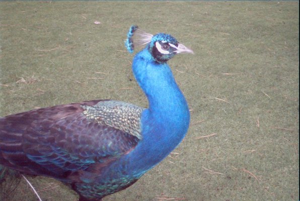 IMG_1362 (07-12-2009 16:41)