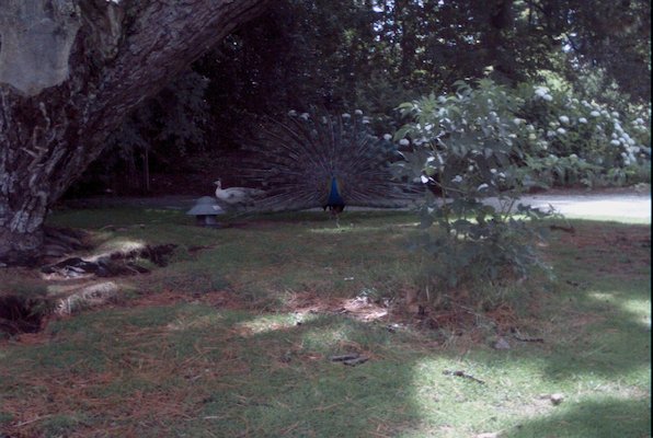 IMG_1368 (07-12-2009 16:42)