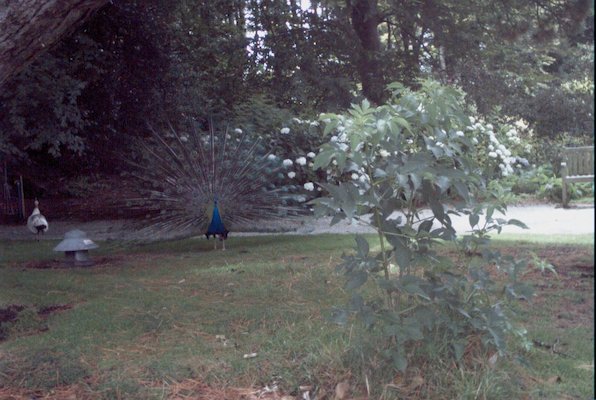 IMG_1369 (07-12-2009 16:42)