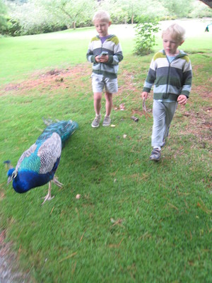 Tim and Cole following a peacock (07-12-2009 05:05)
