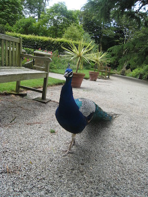 Peacock at Trevarno (07-12-2009 05:05)