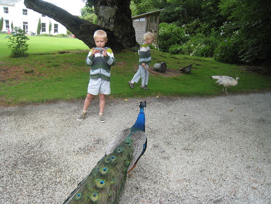 Tim and Cole following a peacock (07-12-2009 05:06)