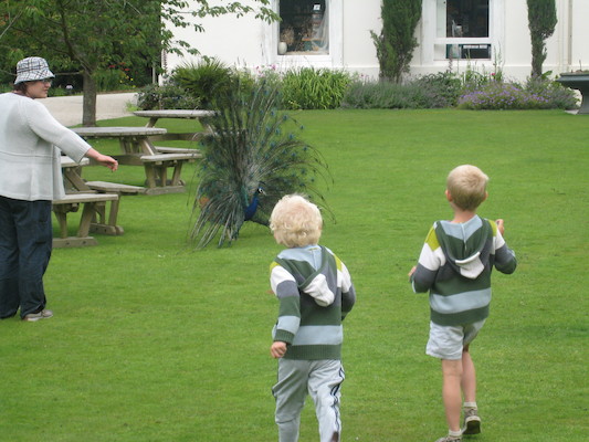 Bennetts at Trevarno (07-12-2009 05:07)