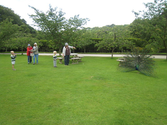 Bennetts examining a peacock (07-12-2009 05:07)