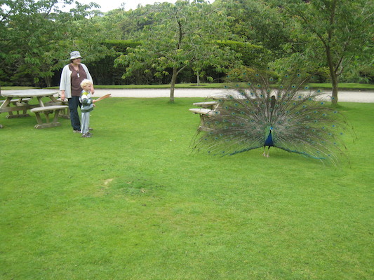 Xine and Cole examine a peacock (07-12-2009 05:07)