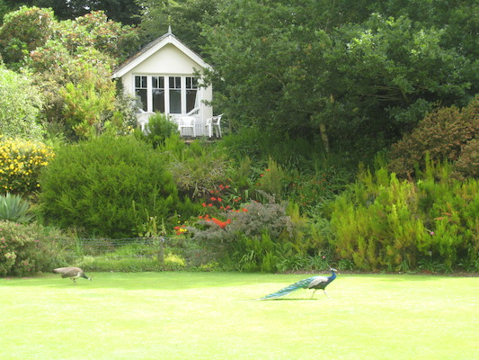 Peacocks at Trevarno (07-12-2009 05:08)