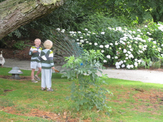 Tim and Cole examing a peacock (07-12-2009 05:08)