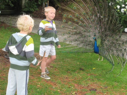 Tim and Cole examine a peacock (07-12-2009 05:08)