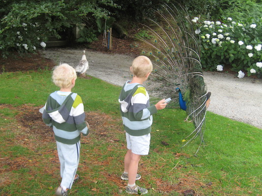 Tim and Cole examine a peacock (07-12-2009 05:08)