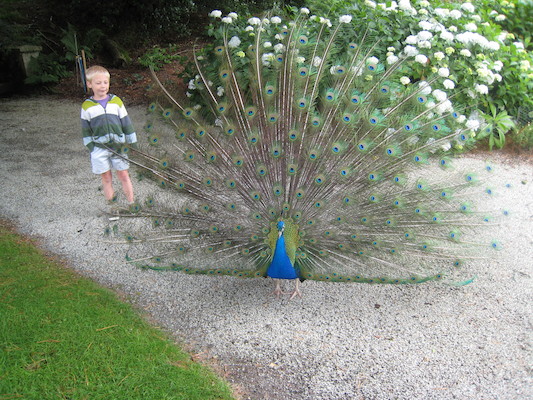 Tim and a peacock (07-12-2009 05:09)
