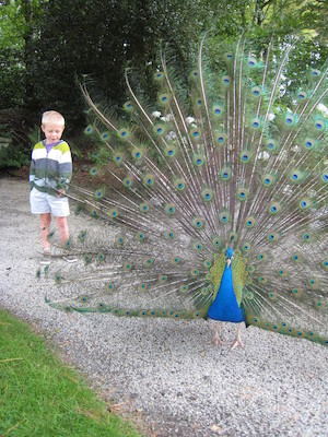Tim and a peacock (07-12-2009 05:09)