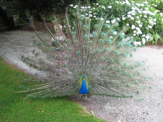 Tim hiding behind a peacock (07-12-2009 05:09)