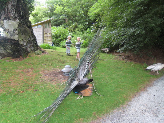 Tim and Cole and peacocks (07-12-2009 05:09)