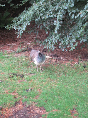 White peahen (07-12-2009 05:10)