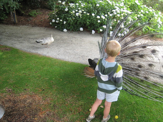 Tim looking at the peacocks (07-12-2009 05:10)