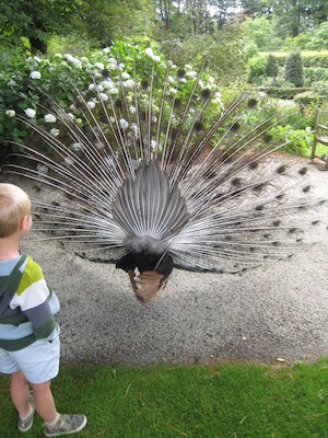 Tim looking at the peacock (07-12-2009 05:11)