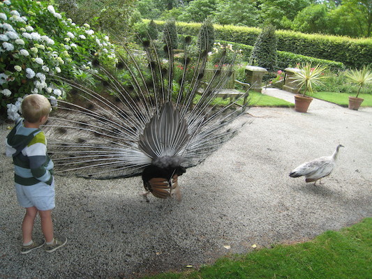 Tim looking at the peacocks (07-12-2009 05:11)