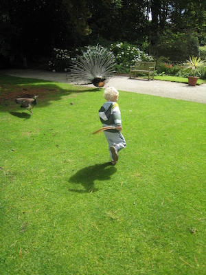 Cole pretending to be a peacock (07-12-2009 05:12)